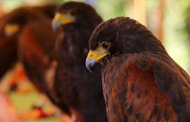 birds of prey of the Harris buzzard species with powerful hooked beaks