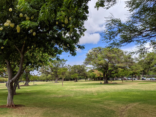 Kapiolani Park with Blooming Trees and Green Grass