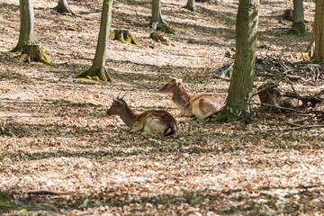 Fallow Deer - Dama dama lies on the ground in the leaves among the trees. © Roman Bjuty