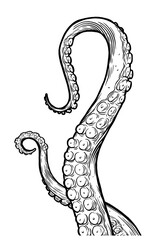 Tentacles of octopus, hand drawn collection of illustrations. Black and white engraving style drawings. Tentacle straight and with rings in different angles.  © Very Well Studio