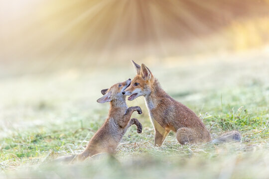 Pair of cute two red foxes is playing in field in the sunlight.  Horizontally. 