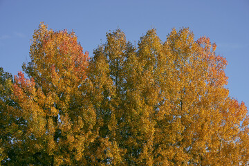 Aspen trees in fall of rural Toten, Norway.