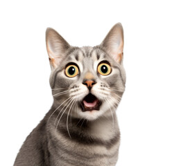 shocked cat pet surprised and scared, png file of isolated cutout object on transparent background.