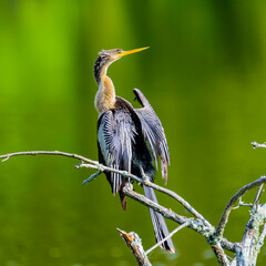 Harris Neck Anhinga Portrait