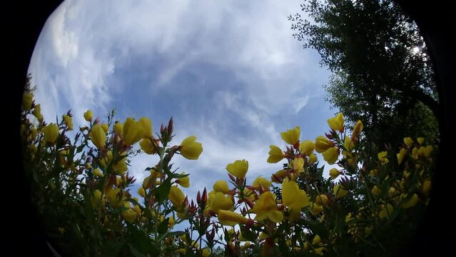 Yellow flowers, green tree, blue sky with sunlight and moving white clouds on sunny summer evening - timelapse, panorama 204. Topics: beauty of nature, flowering, flora, season, sun energy