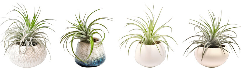Large house air plant in modern pot or vase isolated on transparent background generative ai - obrazy, fototapety, plakaty