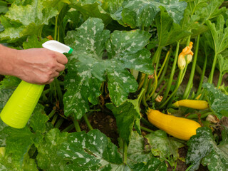 Treating powdery mildew on a zucchini plant. Using no pesticide, made with water, green soap and...