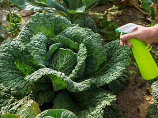 Pesticide treatment, pest control, insect killing on cabbage leaves, spraying poison from a spray...