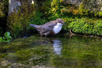 Wasseramsel Jungvogel