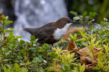 Wasseramsel Jungvogel