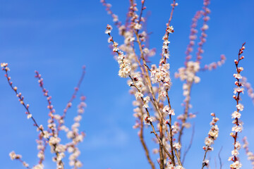 Branches of flowering fruit trees with selective focus. Spring background with copy space