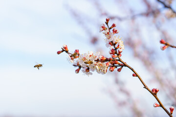 A bee on a fruit tree flower pollinates in early spring. Spring background with copy space