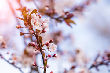 Flowers and flowering trees in early spring, toned. Spring background with copy space