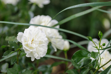 A flower in a flowerbed. Background with selective focus and copy space