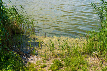 Dirty shore of a pond. Background with selective focus and copy space