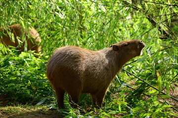 Capybara. Worlds largest rodent from South America.