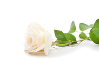 Fototapeta na wymiar One white rose.
