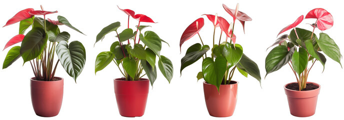 Large house anthurium plant in modern pot or vase isolated on transparent background generative ai