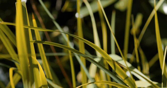 Herbes en au couch&eacute; du soleil