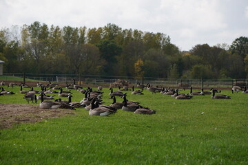 Many wild geese rest in the grassy gardens of northern America.