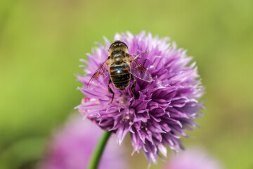 bee on a flower