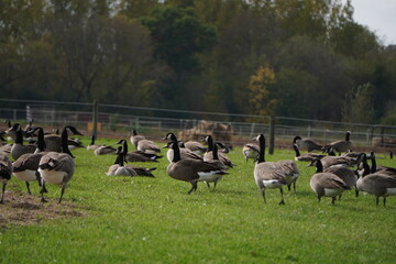 Many wild geese rest in the grassy gardens of northern America.