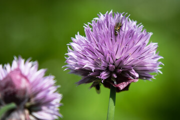 Obraz premium close up of a flower with fly