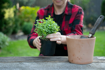 a woman in a shirt transplants oregano into a new pot
