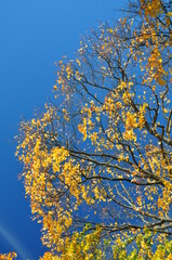 Autumn leaves on the blue sky background