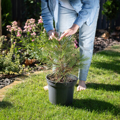 Fototapeta premium a woman takes care of a plant