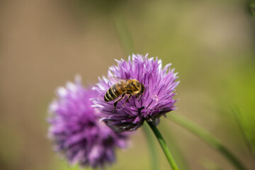 bee on thistle