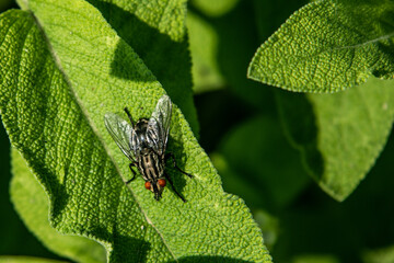 fly on structure leaf