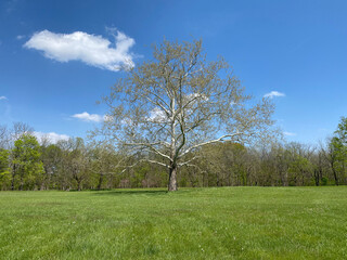 Fototapeta na wymiar White oak tree in spring at Hopewell Culture National Historical Park in Ohio. 
