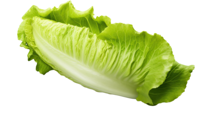 Fresh lettuce isolated on a white and transparent background