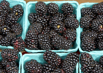 Close up of freshly picked baskets of blackberries on a table for sale at Farmer's Market.