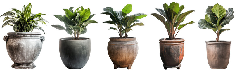 Large house cast iron plant in modern pot or vase isolated on transparent background generative ai