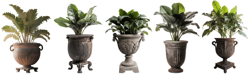 Large house cast iron plant in modern pot or vase isolated on transparent background generative ai