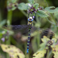 Libelle an einer Blume