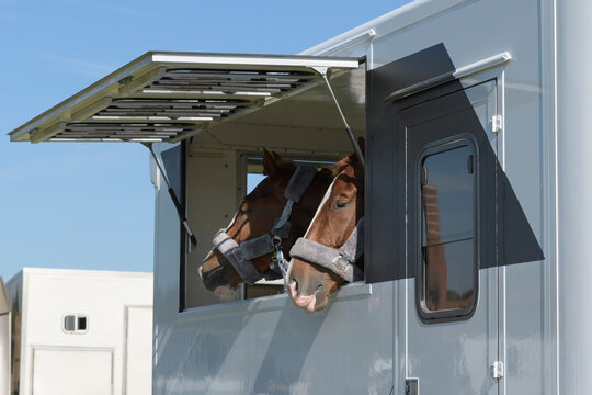 Two bored horses in a transport trailer