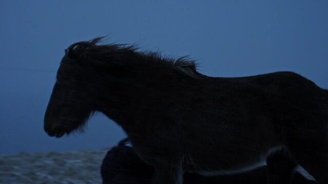 Icelandic horses running in slow motion close up at dawn in storm