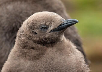 King Penguin Chick