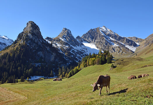 Auf der Alp Gitschenen im Grosstal (Isenthal), Kanton Uri, mit Blick auf Alpeler, Maisander und Hoh Briden