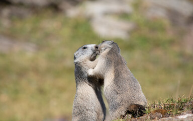 two adorable little alpine marmots playing together