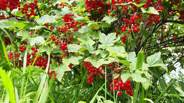 The redcurrant or red currant Ribes rubrum is a member of the genus Ribes in the gooseberry family. Tart flavor. High content of organic acids and mixed polyphenols. Bush with ripe currants close-up