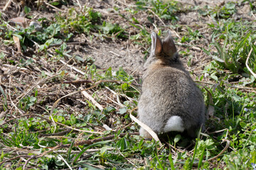 Gray Bunny's Backside with Copy Space
