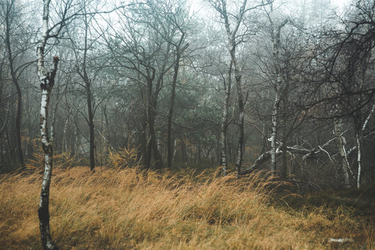 A beautiful autumn landscape with trees and grass in the fog. Foggy morning in the mystical forest. Decin, Czech republic