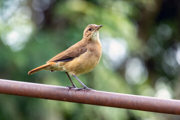 A Rufous Hornero perched on the wall. Species Furnarius rufus also know Joao de Barro. The bird that builds its house from clay to procreate. The national symbol of Argentina. Birdwatcher.