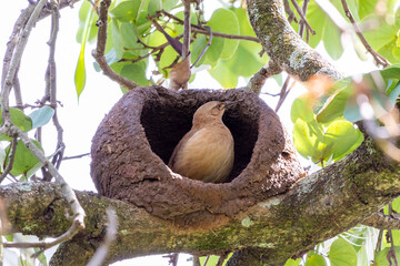 Nest of Rufous Hornero as know as joao-de-barro. The bird that builds its house from clay to procreate. Species Furnarius rufus. Birdwatcher.