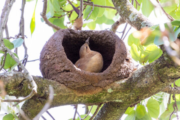 Nest of Rufous Hornero as know as joao-de-barro. The bird that builds its house from clay to procreate. Species Furnarius rufus. Birdwatcher.