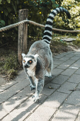 ring lemur